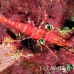 shrimp_hingebeak_nr_h_0705_png0978.jpg